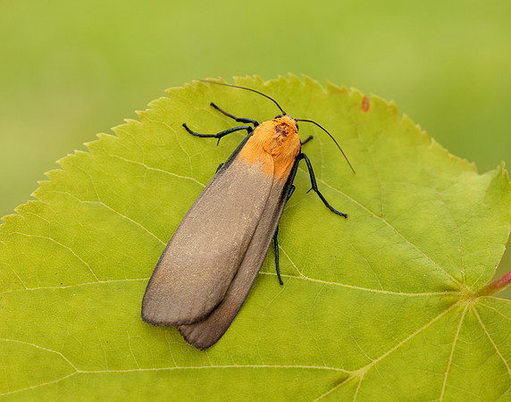 72.041 BF2051 Four-spotted Footman Lithosia quadra