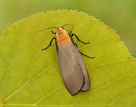 72.041 BF2051 Four-spotted Footman Lithosia quadra