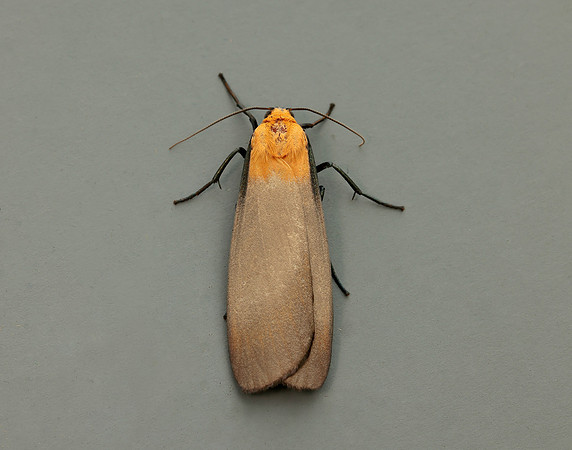72.041 BF2051 Four-spotted Footman Lithosia quadra