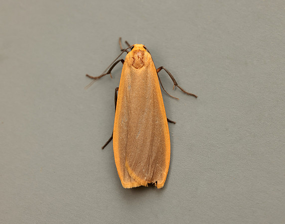 72.043 BF2049 Buff Footman Eilema depressa