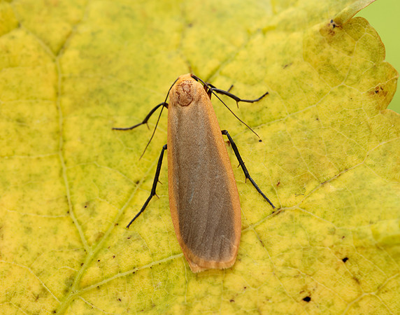 72.043 BF2049 Buff Footman Eilema depressa