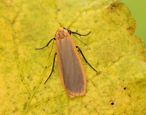 72.043 BF2049 Buff Footman Eilema depressa