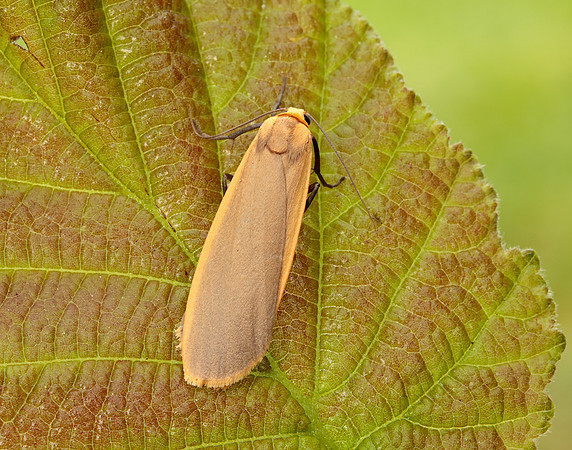 72.043 BF2049 Buff Footman Eilema depressa
