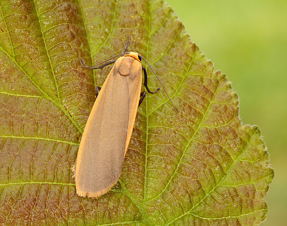 72.043 BF2049 Buff Footman Eilema depressa