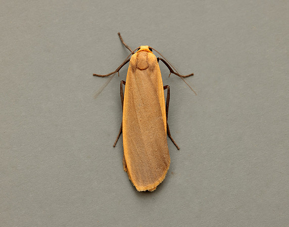 72.043 BF2049 Buff Footman Eilema depressa