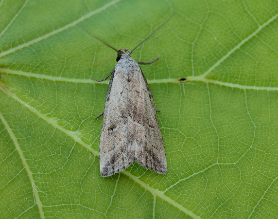 72.060 BF2485 Marsh Oblique-barred Hypenodes humidalis