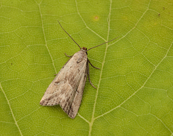72.060 BF2485 Marsh Oblique-barred Hypenodes humidalis