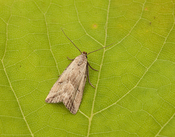 72.060 BF2485 Marsh Oblique-barred Hypenodes humidalis