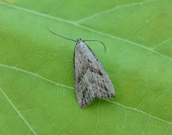 72.060 BF2485 Marsh Oblique-barred Hypenodes humidalis