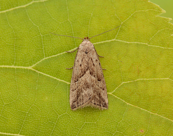 72.060 BF2485 Marsh Oblique-barred Hypenodes humidalis