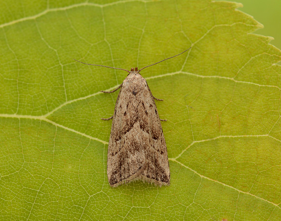 72.060 BF2485 Marsh Oblique-barred Hypenodes humidalis