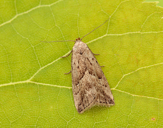 72.060 BF2485 Marsh Oblique-barred Hypenodes humidalis