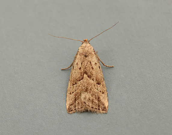 72.060 BF2485 Marsh Oblique-barred Hypenodes humidalis