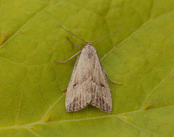72.060 BF2485 Marsh Oblique-barred Hypenodes humidalis