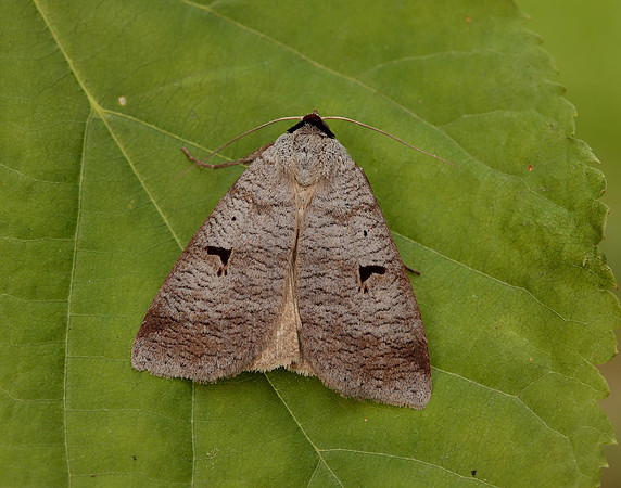 72.063 BF2466 Blackneck Lygephila pastinum
