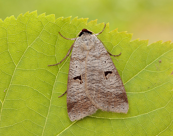 72.063 BF2466 Blackneck Lygephila pastinum
