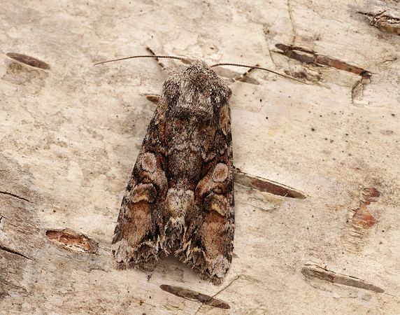 73.265 BF2156 Beautiful Brocade Lacanobia contigua