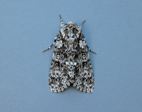73.045 BF2289 Knot Grass Acronicta rumicis