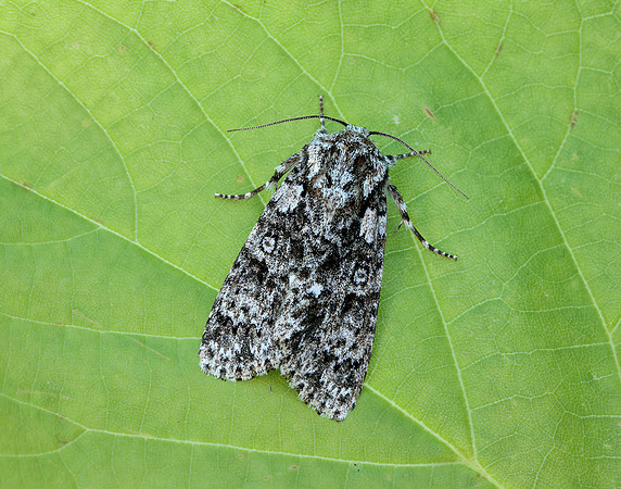 73.045 BF2289 Knot Grass Acronicta rumicis