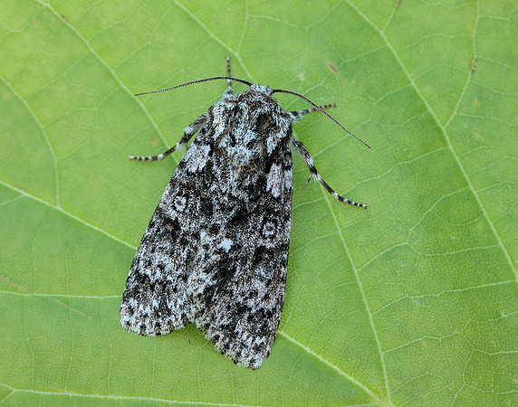 73.045 BF2289 Knot Grass Acronicta rumicis