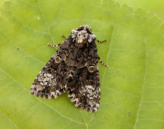 73.047 BF2291 Coronet Craniophora ligustri