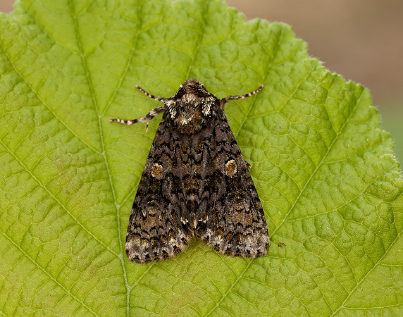 73.047 BF2291 Coronet Craniophora ligustri