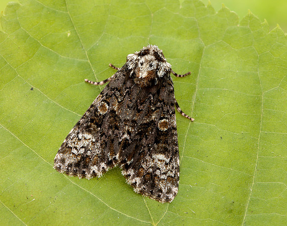 73.047 BF2291 Coronet Craniophora ligustri