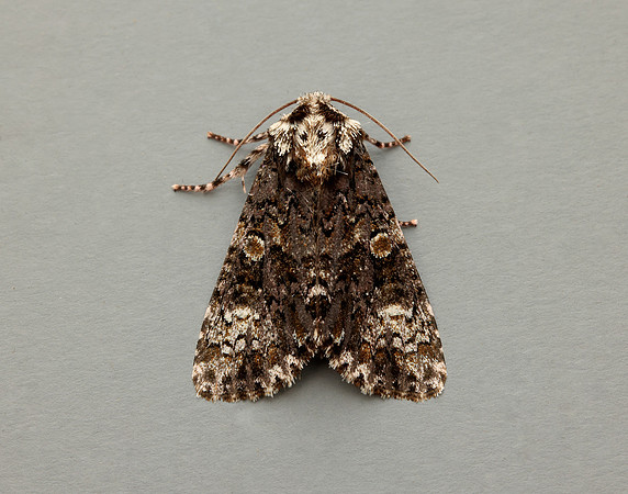 73.047 BF2291 Coronet Craniophora ligustri