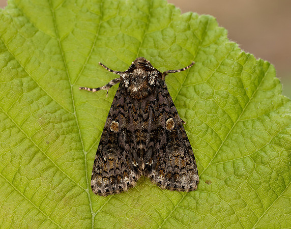 73.047 BF2291 Coronet Craniophora ligustri