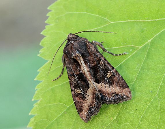 73.119 BF2368 Crescent Helotropha leucostigma