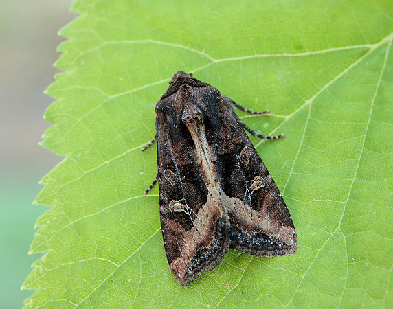 73.119 BF2368 Crescent Helotropha leucostigma