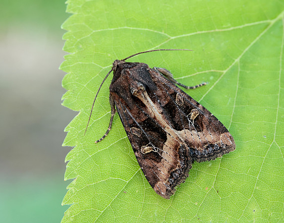 73.119 BF2368 Crescent Helotropha leucostigma