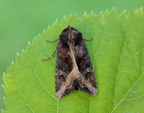 73.119 BF2368 Crescent Helotropha leucostigma