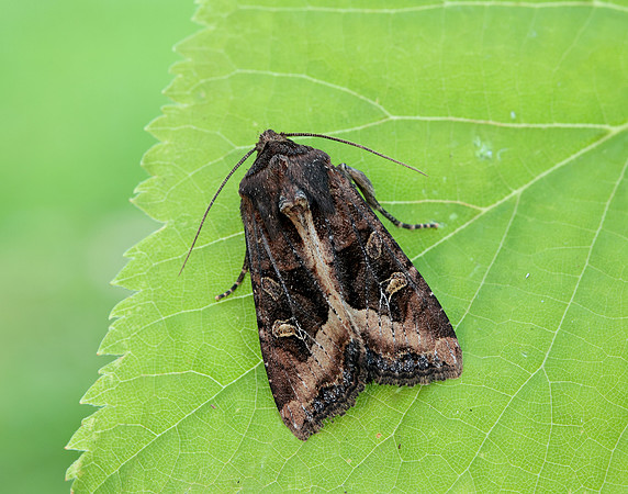 73.119 BF2368 Crescent Helotropha leucostigma
