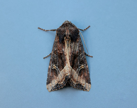 73.119 BF2368 Crescent Helotropha leucostigma