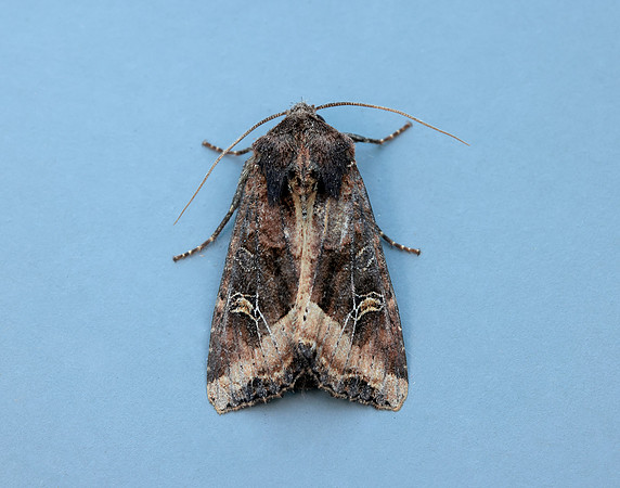 73.119 BF2368 Crescent Helotropha leucostigma