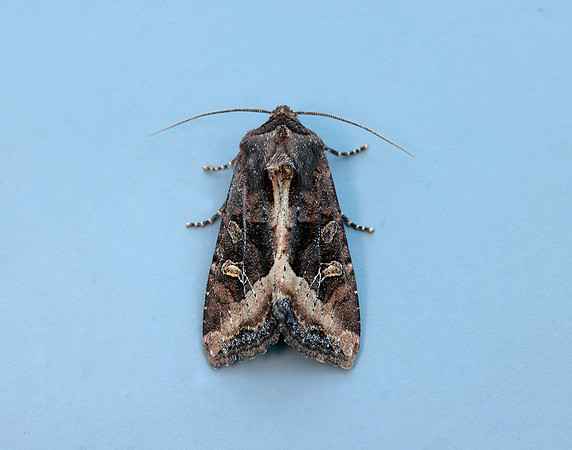 73.119 BF2368 Crescent Helotropha leucostigma