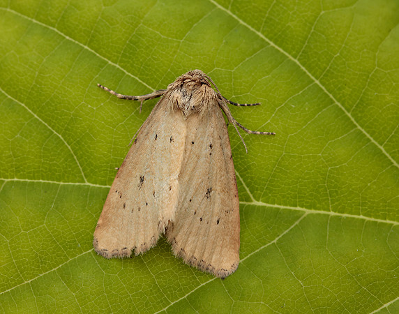 73.147 BF2345 Small Dotted Buff Photedes minima
