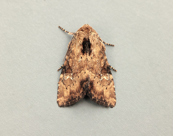 73.160 BF2335 Slender Brindle Apamea scolopacina