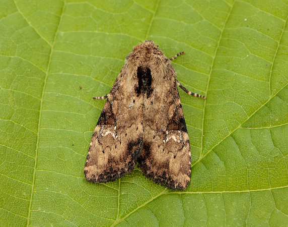 73.160 BF2335 Slender Brindle Apamea scolopacina