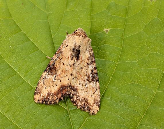 73.160 BF2335 Slender Brindle Apamea scolopacina