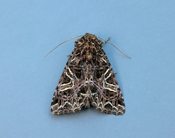 73.276 BF2166 Campion Sideridis rivularis