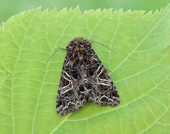 73.276 BF2166 Campion Sideridis rivularis