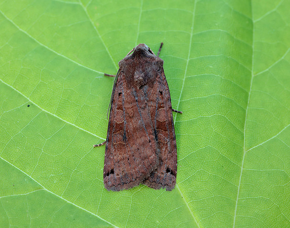 73.353 BF2130 Dotted Clay Xestia baja