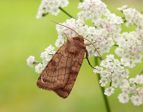 73.358 BF2133 Six-striped Rustic Xestia sexstrigata
