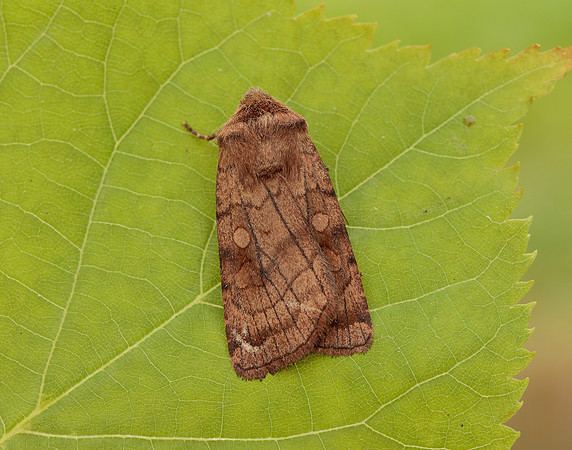 73.358 BF2133 Six-striped Rustic Xestia sexstrigata