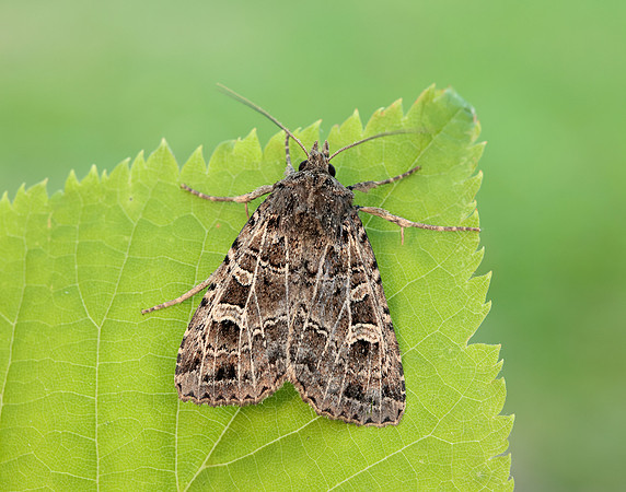 73.368 BF2136 Gothic Naenia typica