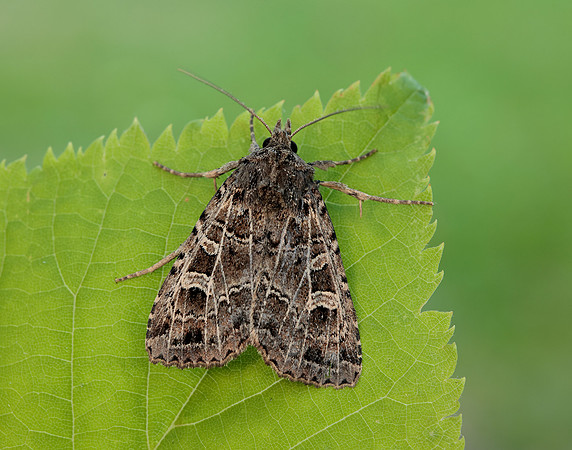 73.368 BF2136 Gothic Naenia typica