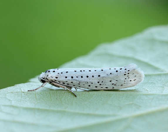 16.001 BF424 Bird-cherry Ermine Yponomeuta evonymella