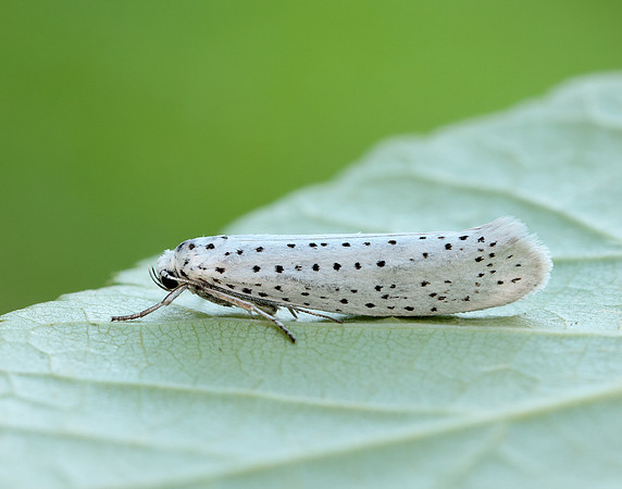 16.001 BF424 Bird-cherry Ermine Yponomeuta evonymella